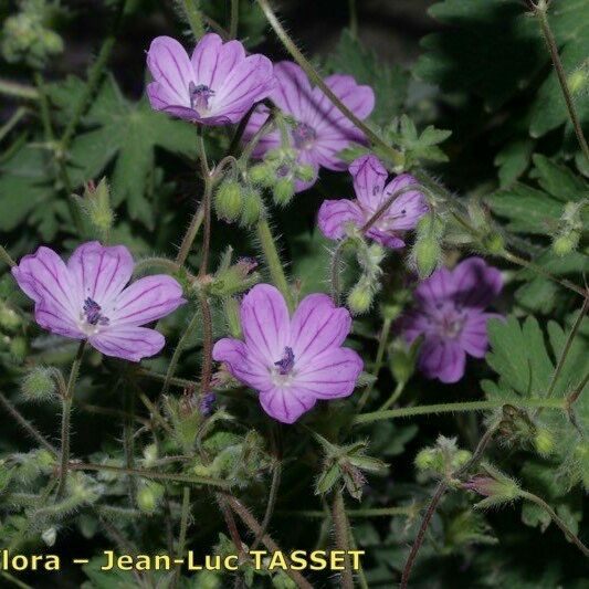 Geranium asphodeloides Blüte