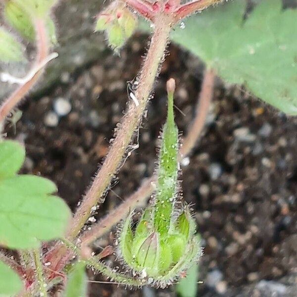 Geranium rotundifolium Frukt