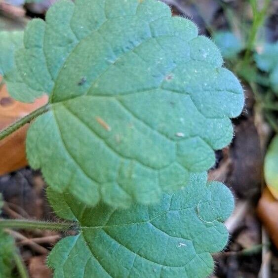 Glechoma hirsuta Leaf
