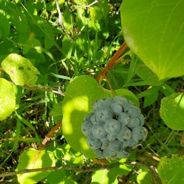 Smilax herbacea Fruto