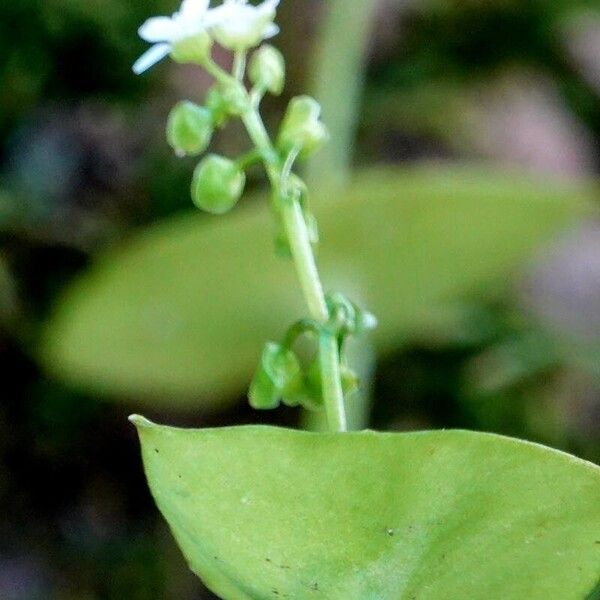 Claytonia perfoliata Flor