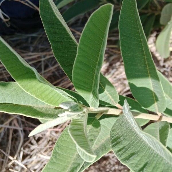 Ozoroa insignis Blad