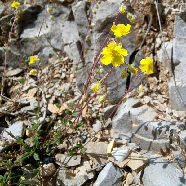 Helianthemum oelandicum Kvet