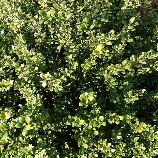 Ilex crenata Habitus