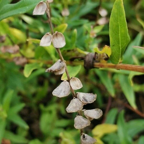 Scutellaria baicalensis Fruit