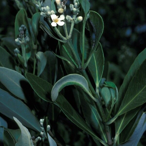 Avicennia germinans Flower