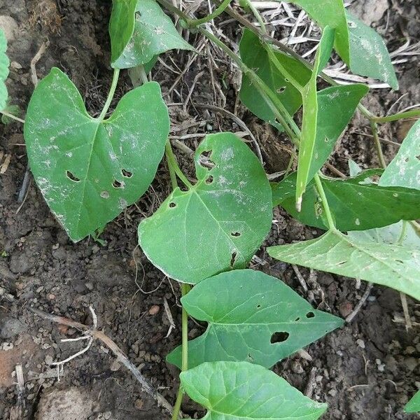 Fallopia convolvulus Leht