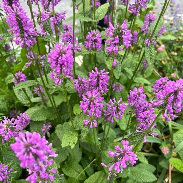 Stachys officinalis Kukka