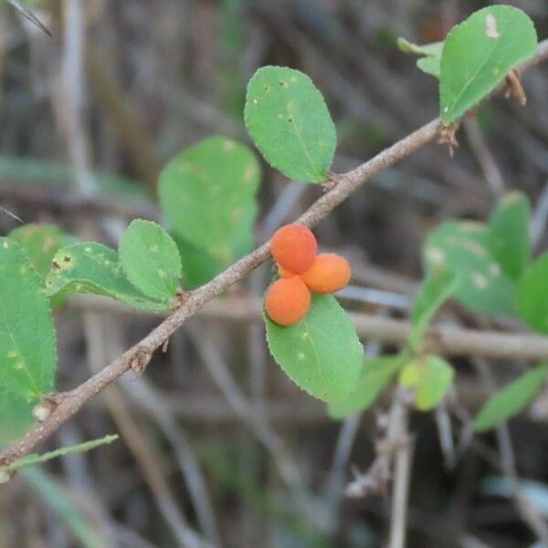 Grewia similis Fruit