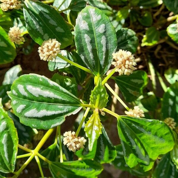 Pilea cadierei Flor