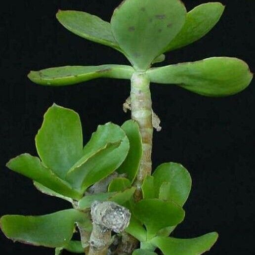 Cotyledon orbiculata Leaf