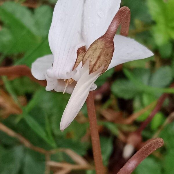 Cyclamen hederifolium Λουλούδι