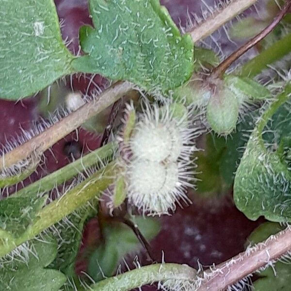 Veronica cymbalaria Fruto