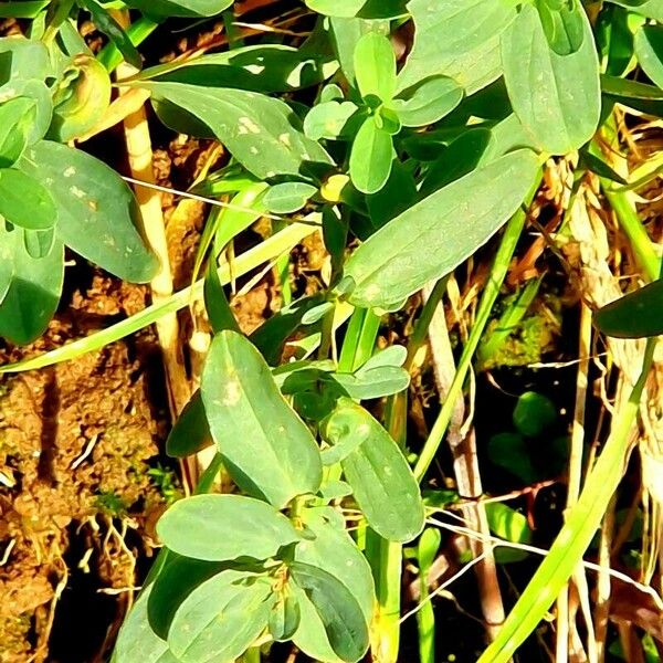 Hypericum humifusum Hoja