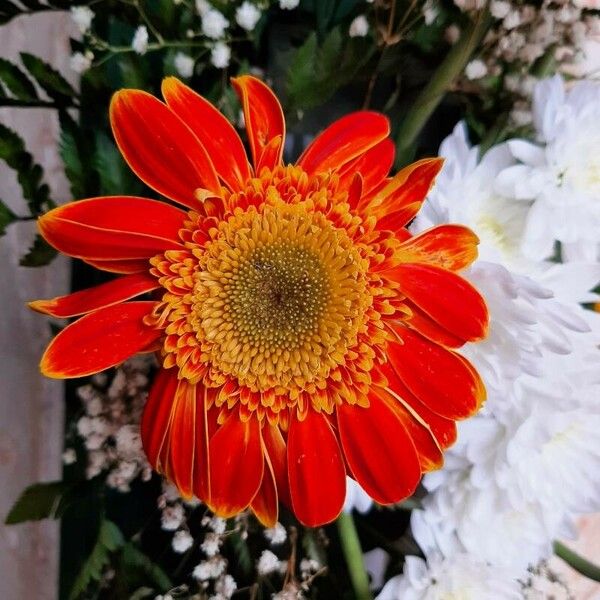 Gerbera spp. Flower