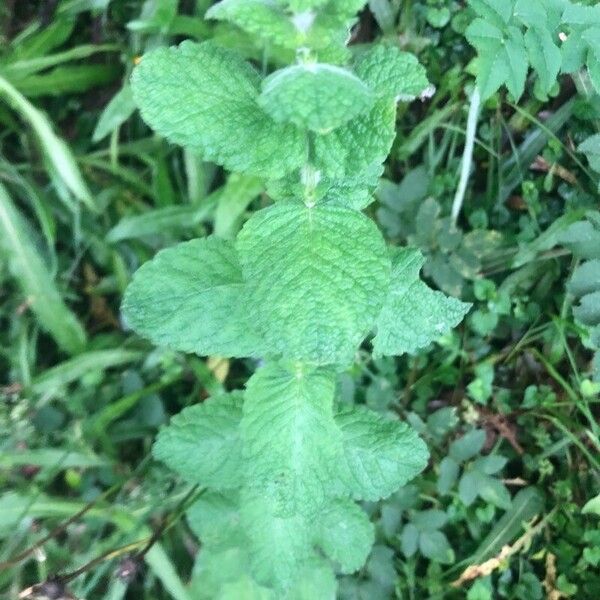 Mentha × rotundifolia Blatt