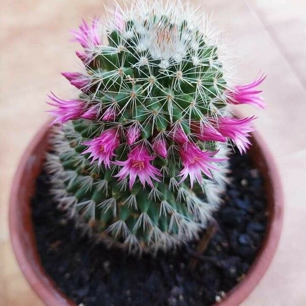 Mammillaria backebergiana Flower