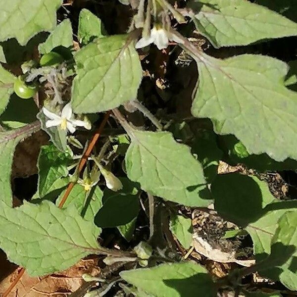 Solanum villosum Deilen