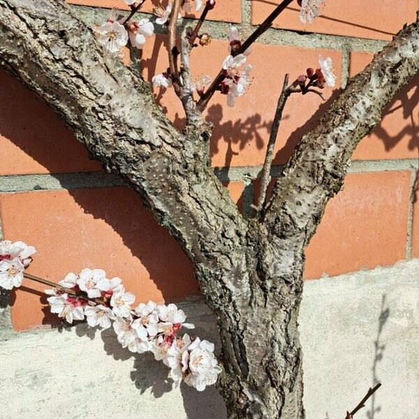 Prunus armeniaca кора