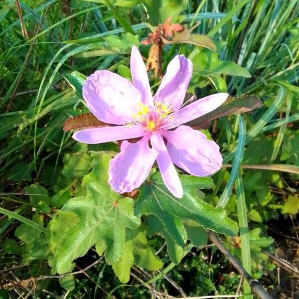 Clappertonia ficifolia Flower