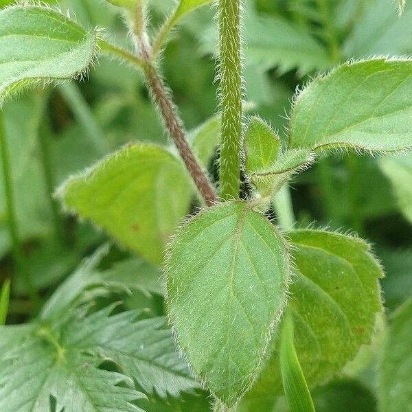 Mentha aquatica Folla