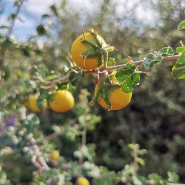 Solanum arundo