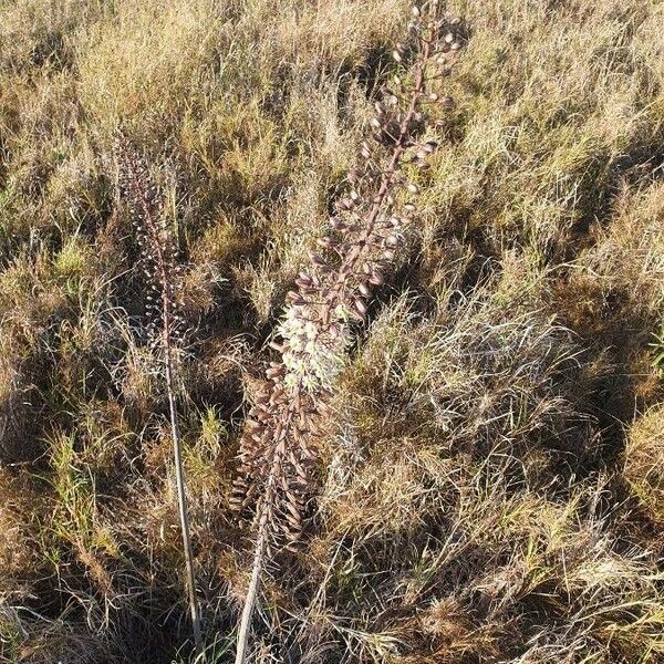 Drimia altissima Çiçek