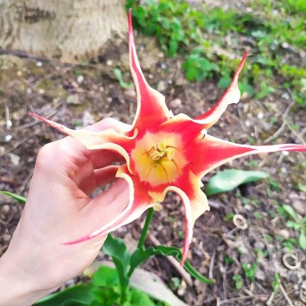 Tulipa kaufmanniana Flower