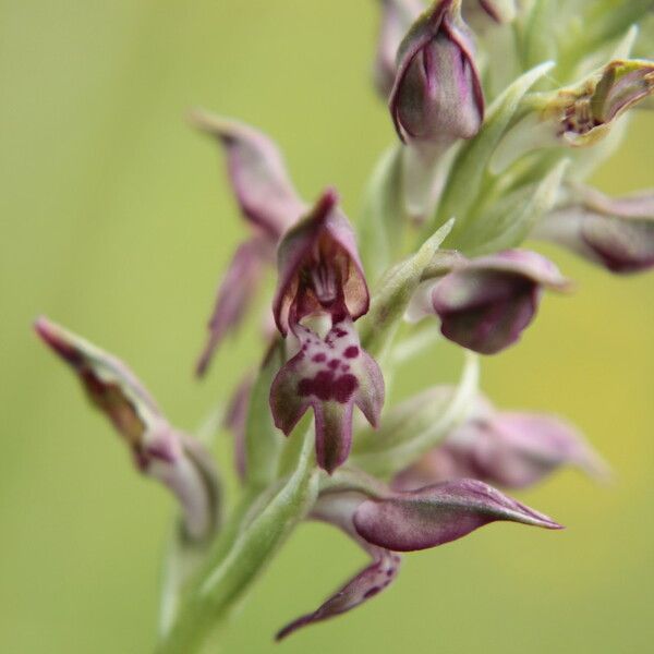 Anacamptis coriophora Kukka