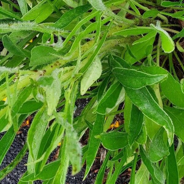 Coreopsis lanceolata Φύλλο