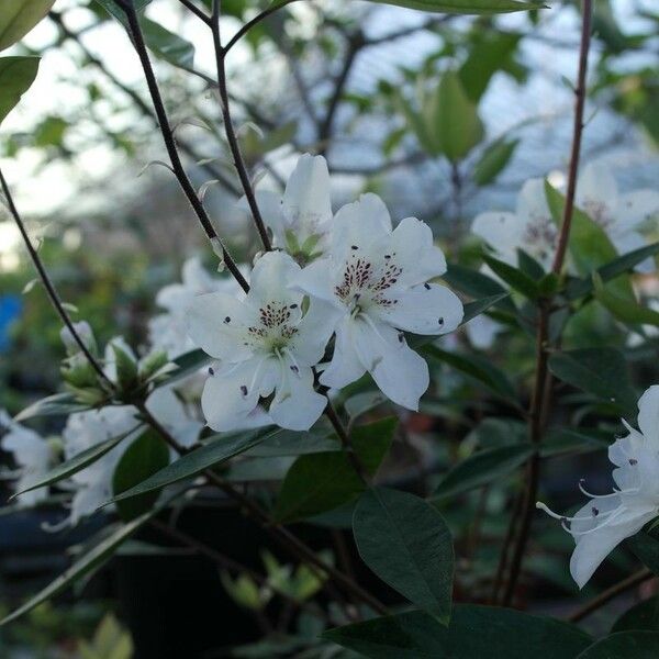Rhododendron hongkongense 花