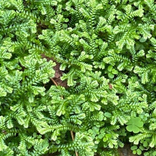 Erica verticillata Leaf