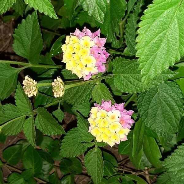 Lantana camara Flower