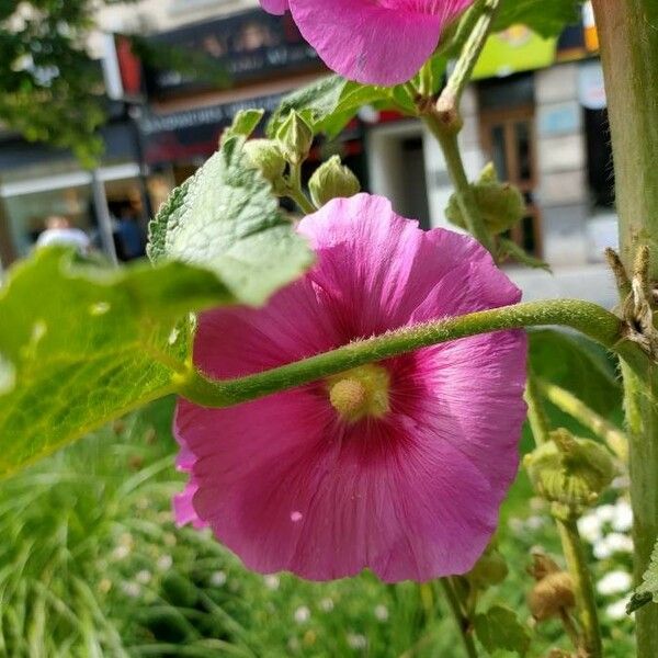 Alcea rosea Blüte