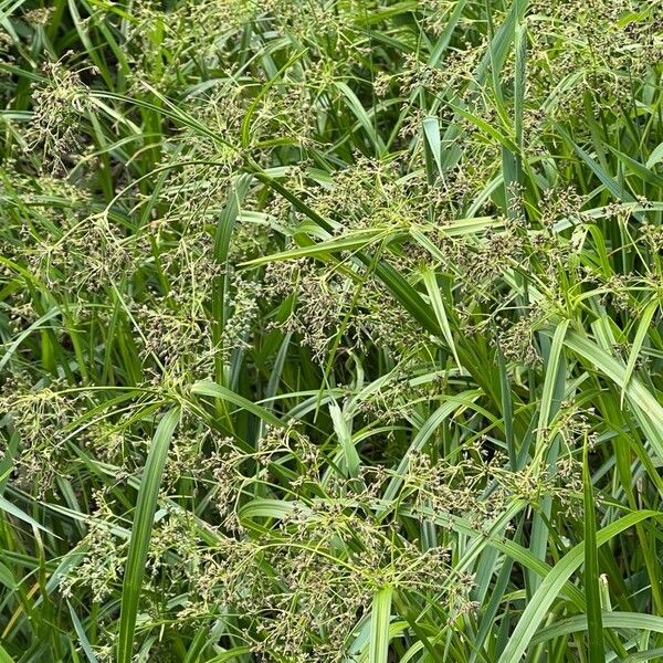 Scirpus sylvaticus Çiçek