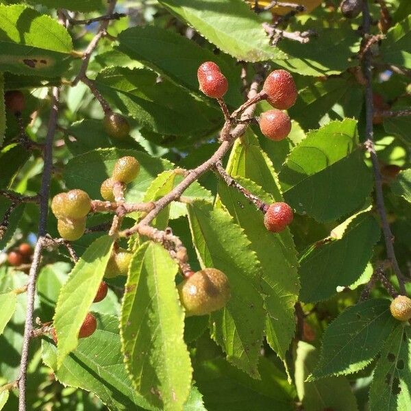 Grewia flavescens Плод