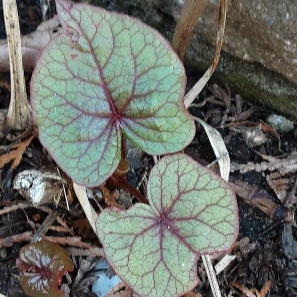 Fagopyrum esculentum Leaf