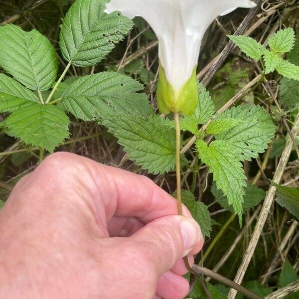 Calystegia silvatica Flower