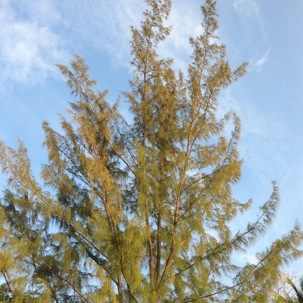 Casuarina equisetifolia Hábito