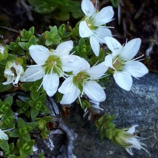 Arenaria biflora Blomst