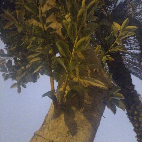 Ficus elastica Feuille