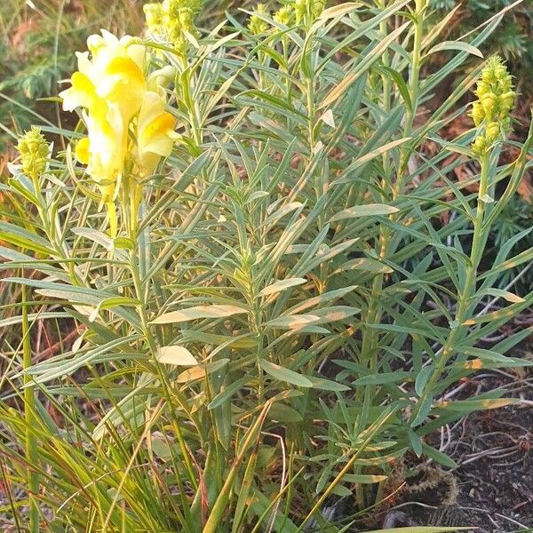 Linaria vulgaris Flor