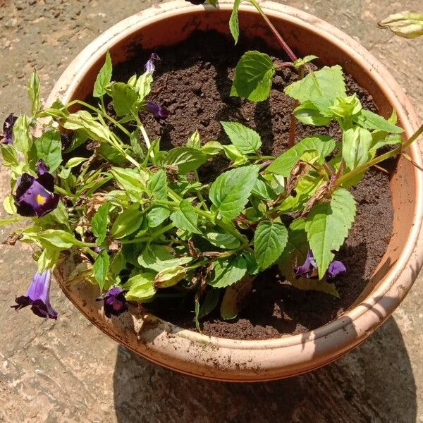 Torenia fournieri عادت