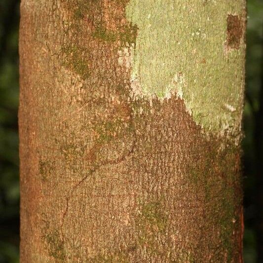 Couepia bracteosa Bark