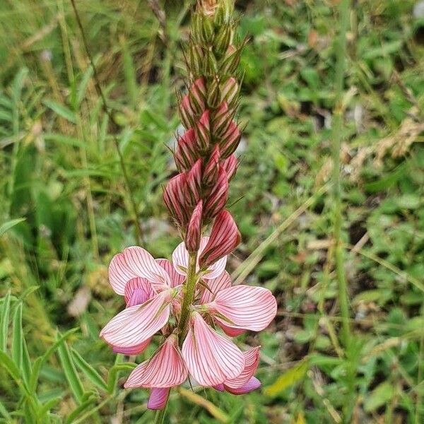 Onobrychis viciifolia Kwiat