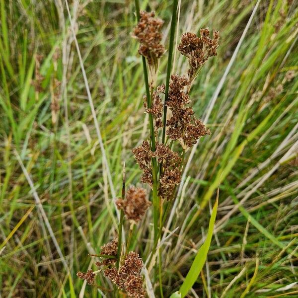 Juncus maritimus Kukka