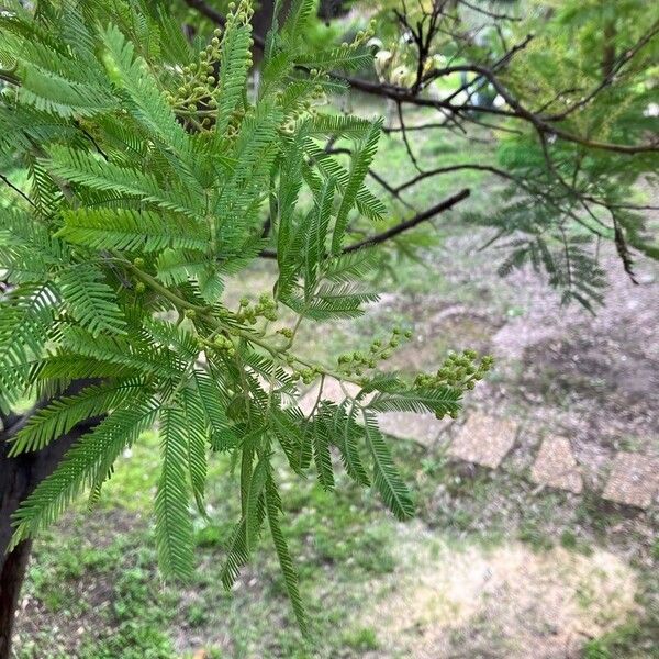 Acacia decurrens Frunză