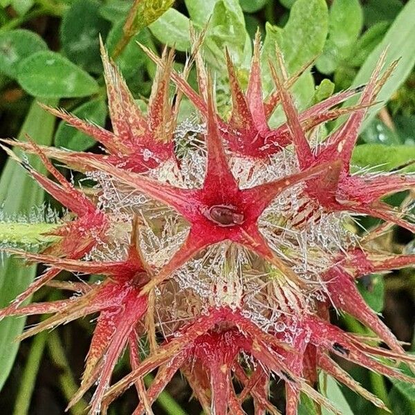 Trifolium stellatum Kvet