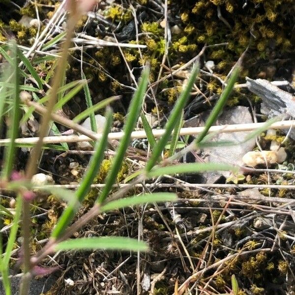 Vicia peregrina Leht