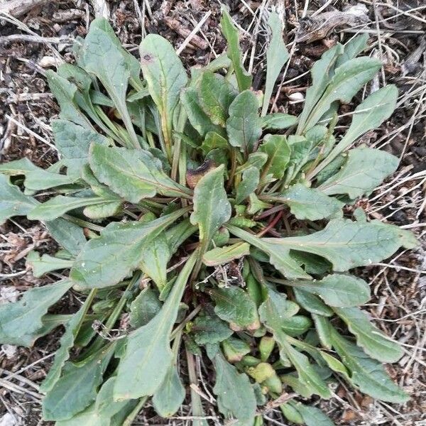 Rumex acetosella Liść